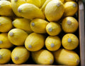 Yellow Squash Seeds - 25+ Pack Cucurbita pepo Non-GMO Garden Planting, Full Sun, Bush Growth