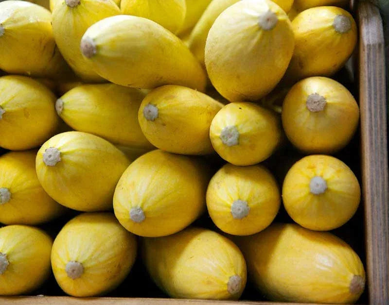 Yellow Squash Seeds - 25+ Pack Cucurbita pepo Non-GMO Garden Planting, Full Sun, Bush Growth
