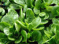 Dutch Corn Salad Seeds - 500+ Count, Lamb’s Lettuce Mache, Valerianella locusta, Heirloom, Non-GMO, Edible Greens for Salad & Garnish