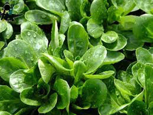 Dutch Corn Salad Seeds - 500+ Count, Lamb’s Lettuce Mache, Valerianella locusta, Heirloom, Non-GMO, Edible Greens for Salad & Garnish