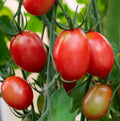 Siberian Dwarf Tomato Seeds - Heirloom, Non-GMO, Cool Weather, Solanum lycopersicum, 50 Seeds