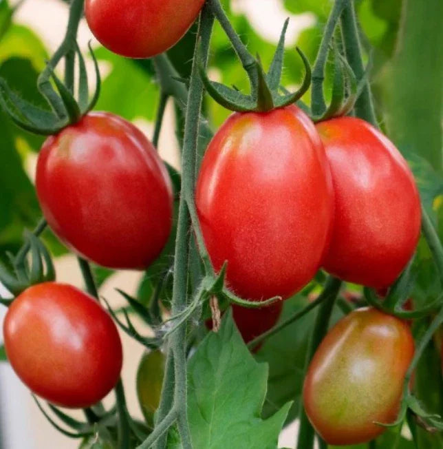 Siberian Dwarf Tomato Seeds - Heirloom, Non-GMO, Cool Weather, Solanum lycopersicum, 50 Seeds