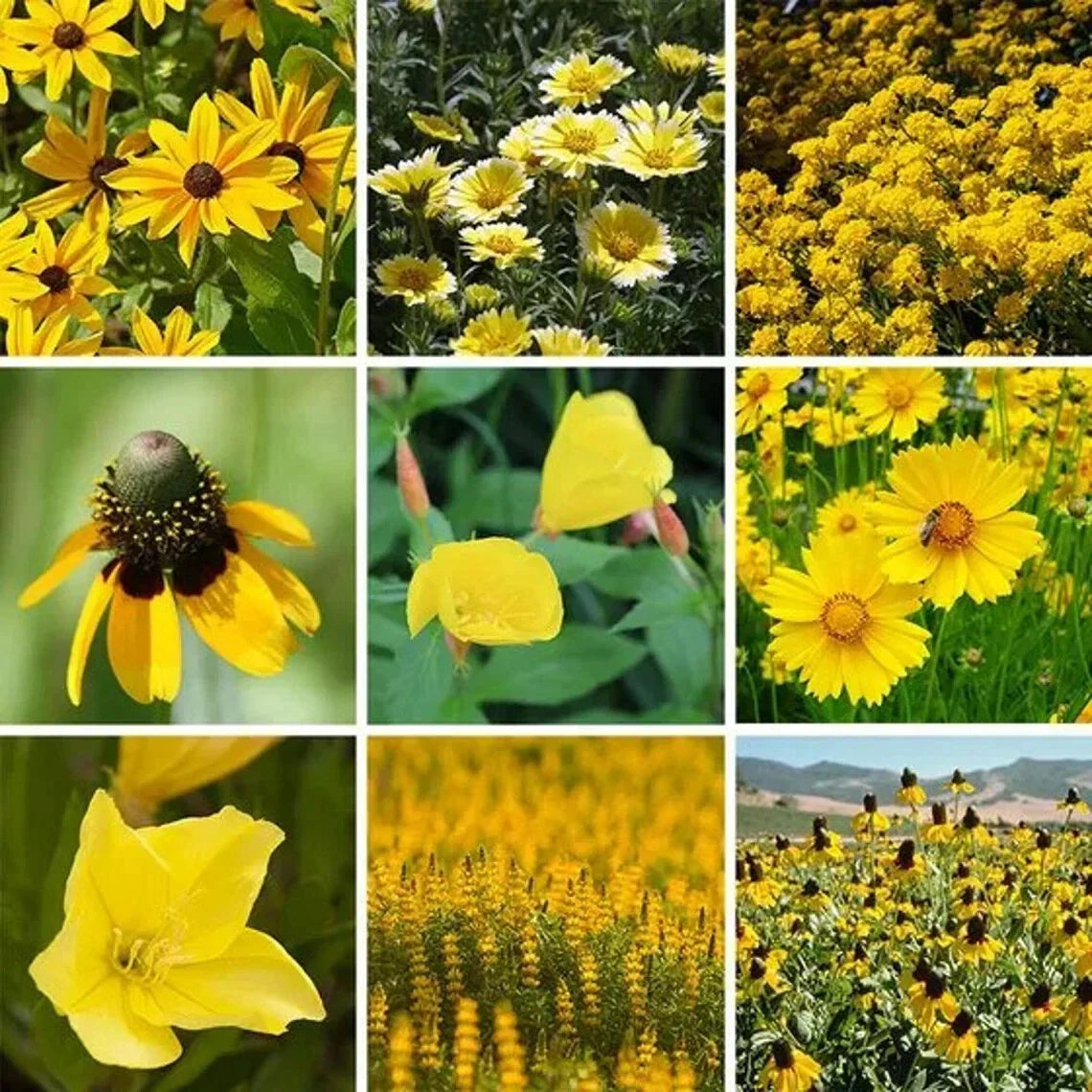 Yellow Wildflower Seed Mix – Organic Native Seeds for Pollinators & Gardens – 200 Count, Wildflower Blend for Bees & Butterflies