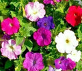 Petunia Seeds Dwarf Mix - 2000+ Annual Flower Seeds for Garden & Containers - Petunia × atkinsiana