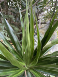 Dragon Tree Cuttings 5 Hawaii Grown Dracaena Marginata Bonsai Indoor Plant Propagation