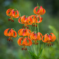 Turk's Cap Lily Bulbs 5 Count | Lilium superbum Perennial Flowering Plants for Garden, Full Sun, Summer Bloom