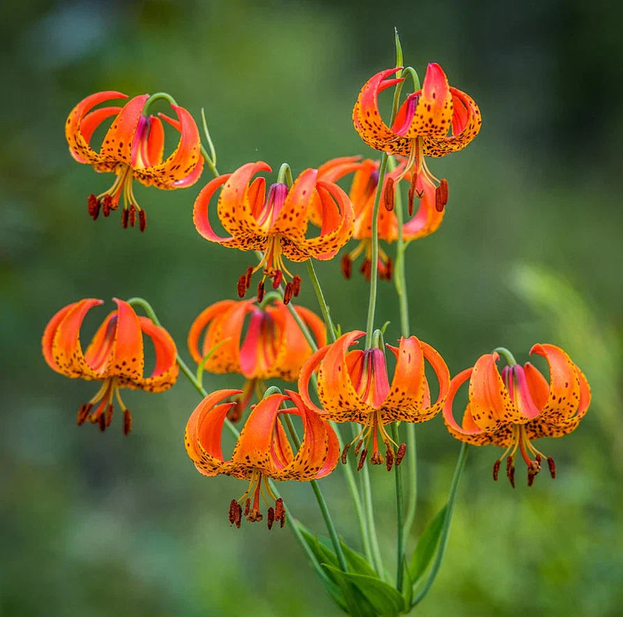 Turk's Cap Lily Bulbs 5 Count | Lilium superbum Perennial Flowering Plants for Garden, Full Sun, Summer Bloom