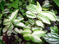 Variegated Wandering Jew Plant Starter - Tradescantia Zebrina Green & White Trailing Indoor Plant