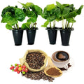 Coffee Plant 4 Pack - Arabica Live Plants for Indoor & Outdoor Growing - Coffea arabica