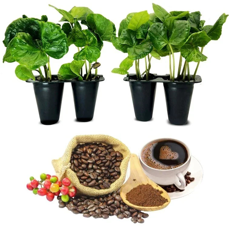 Coffee Plant 4 Pack - Arabica Live Plants for Indoor & Outdoor Growing - Coffea arabica