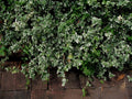 Blonde Variegated Winter-Creeper Euonymus fortunei Cuttings Set of 12, Ground Cover & Vine, Easy to Root, Perennial, Low Maintenance