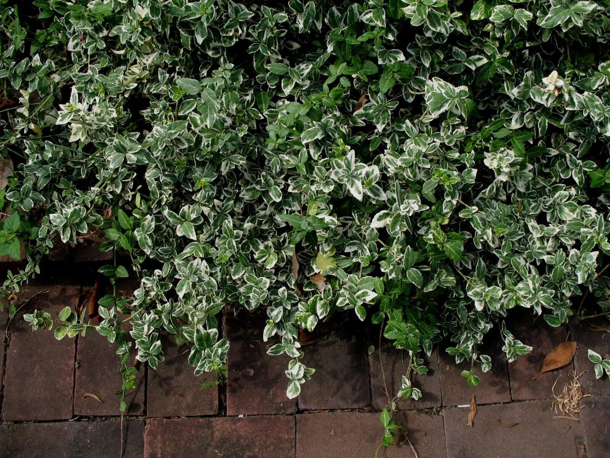 Blonde Variegated Winter-Creeper Euonymus fortunei Cuttings Set of 12, Ground Cover & Vine, Easy to Root, Perennial, Low Maintenance