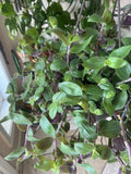 Tradescantia subaspera Baby Bunny Bellies Unrooted Cuttings - Fuzzy Purple Foliage, Easy Care, Indoor & Outdoor Plant