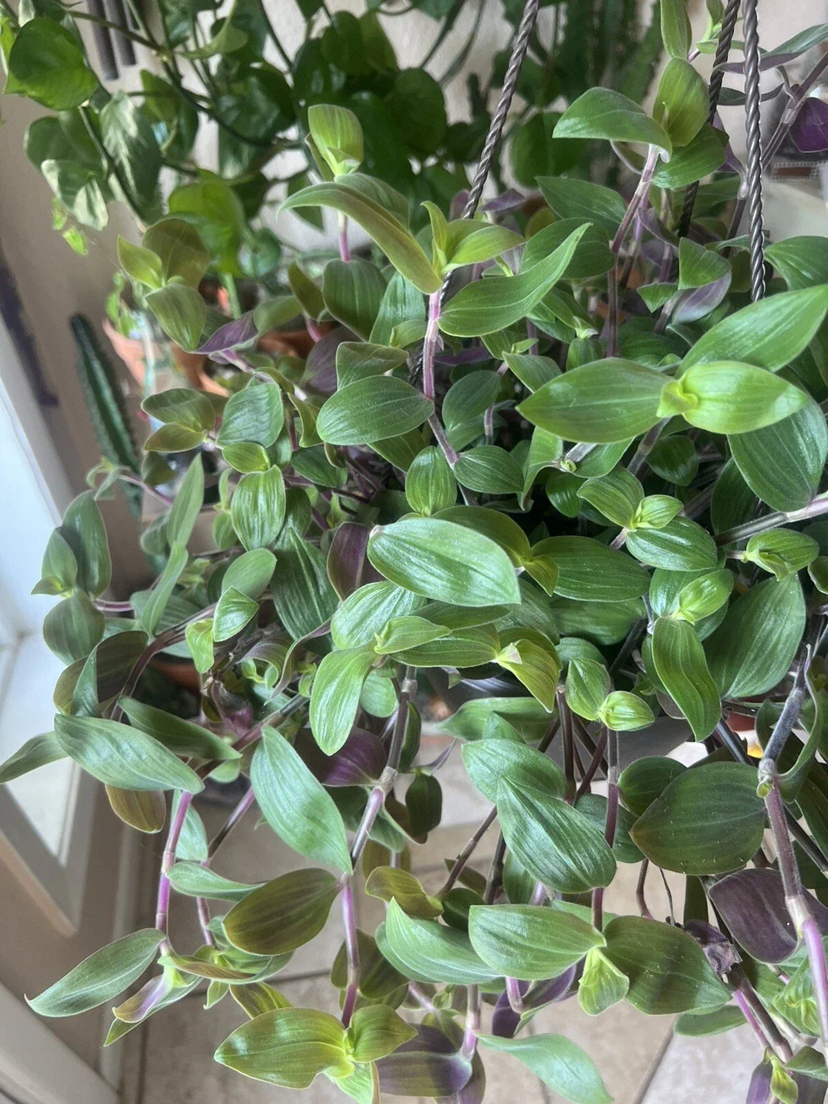 Tradescantia subaspera Baby Bunny Bellies Unrooted Cuttings - Fuzzy Purple Foliage, Easy Care, Indoor & Outdoor Plant