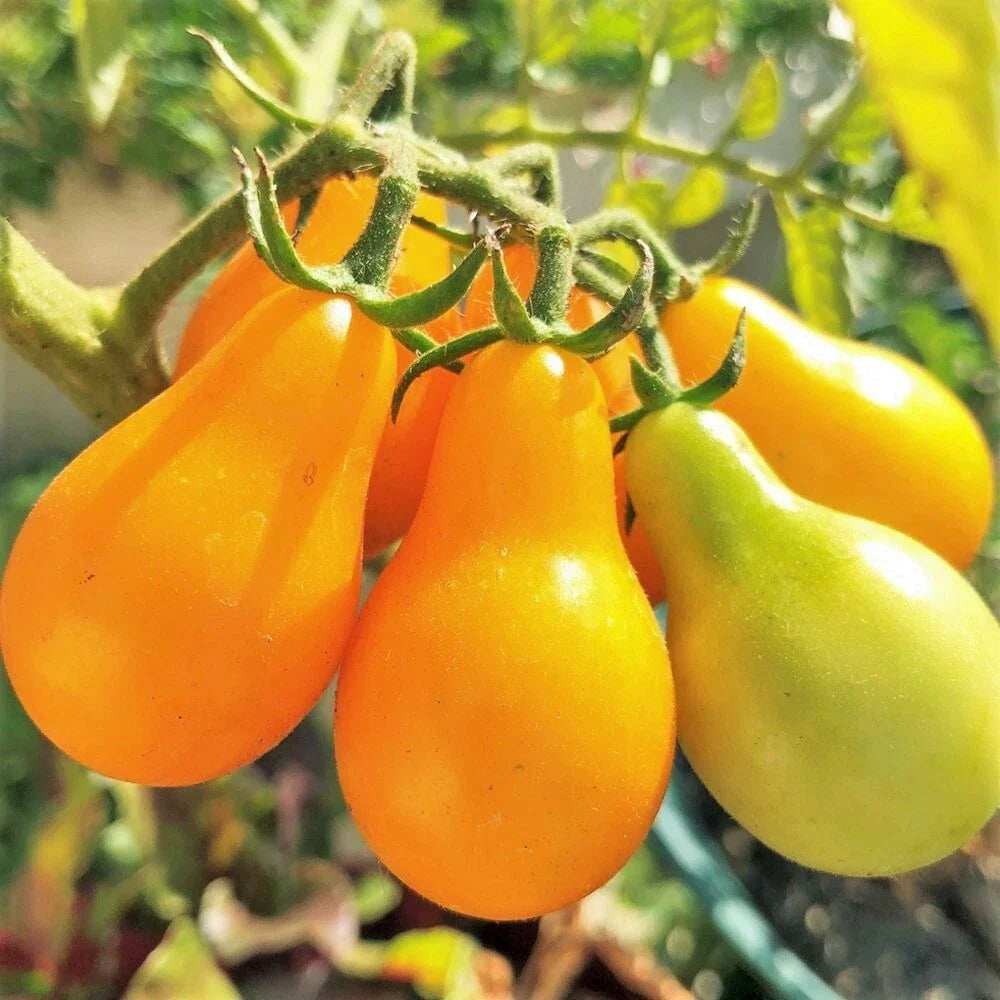 Yellow Pear Tomato Seeds, Heirloom, Teardrop Grape Orange Cherry, Solanum lycopersicum, Non-GMO, Full Sun, Bountiful Harvest