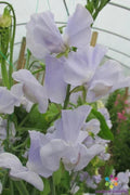 Sweet Pea Seeds - 50+ Solstice Light Blue - Lathyrus odoratus - Non-GMO Garden Seeds for Climbing Vines, Flowers & Pollinator Attraction