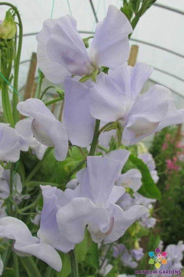 Sweet Pea Seeds - 50+ Solstice Light Blue - Lathyrus odoratus - Non-GMO Garden Seeds for Climbing Vines, Flowers & Pollinator Attraction