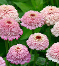 Zinderella Lilac Zinnia Seeds - 100+ Pack for Garden Planting - Zinnia elegans - Vibrant Lilac Blooms for Borders & Containers