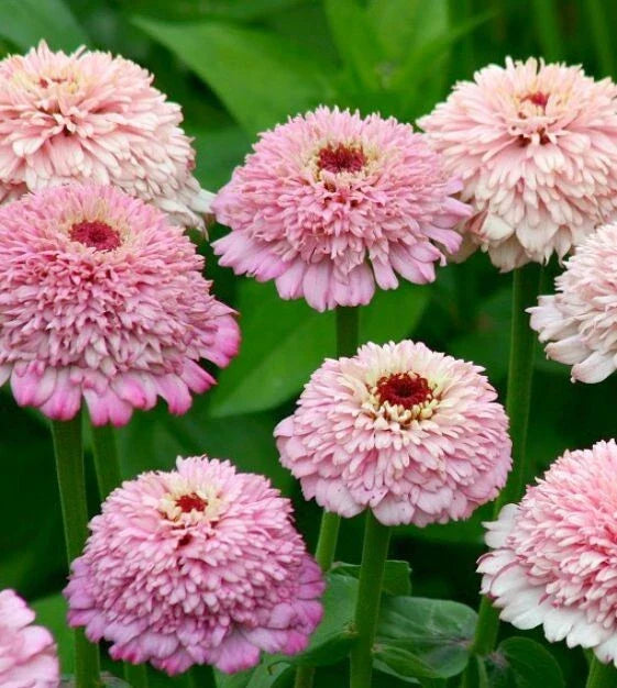 Zinderella Lilac Zinnia Seeds - 100+ Pack for Garden Planting - Zinnia elegans - Vibrant Lilac Blooms for Borders & Containers