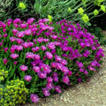 20 Ice Plant Seeds Delosperma cooperi Drought-Resistant Ground Cover Daisy Flower for Gardens, Borders, Containers
