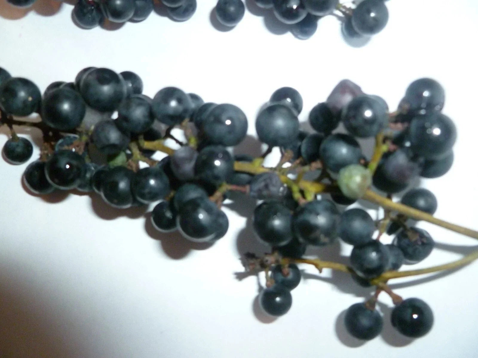 Wild Grape Seeds - 50 Organic Vitis aestivalis Non-GMO Heirloom Perennial Vine for Garden and Vineyards