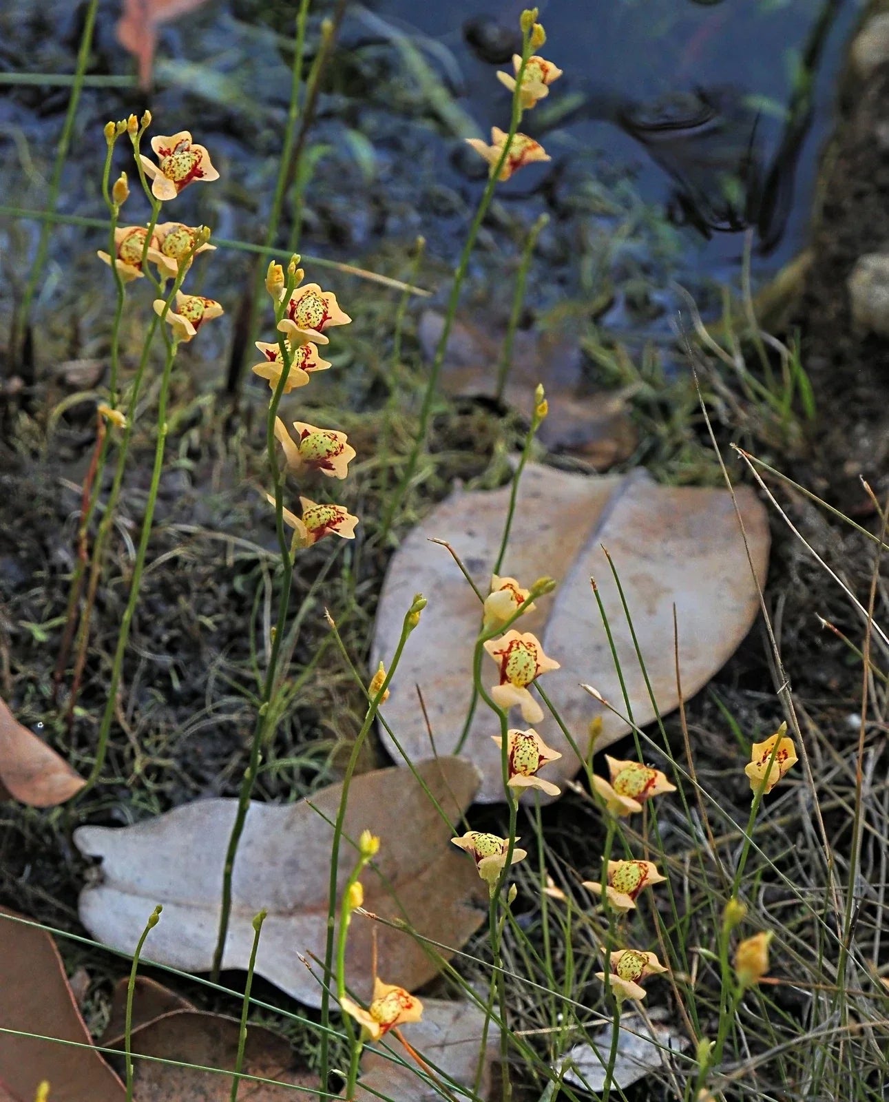 Utricularia fulva 1" Plug Bare Root Carnivorous Aquatic Plant