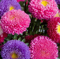 Aster Flower Seeds - Powder Puff China Mix - Colorful Annual Cut Flower Garden - Aster spp.
