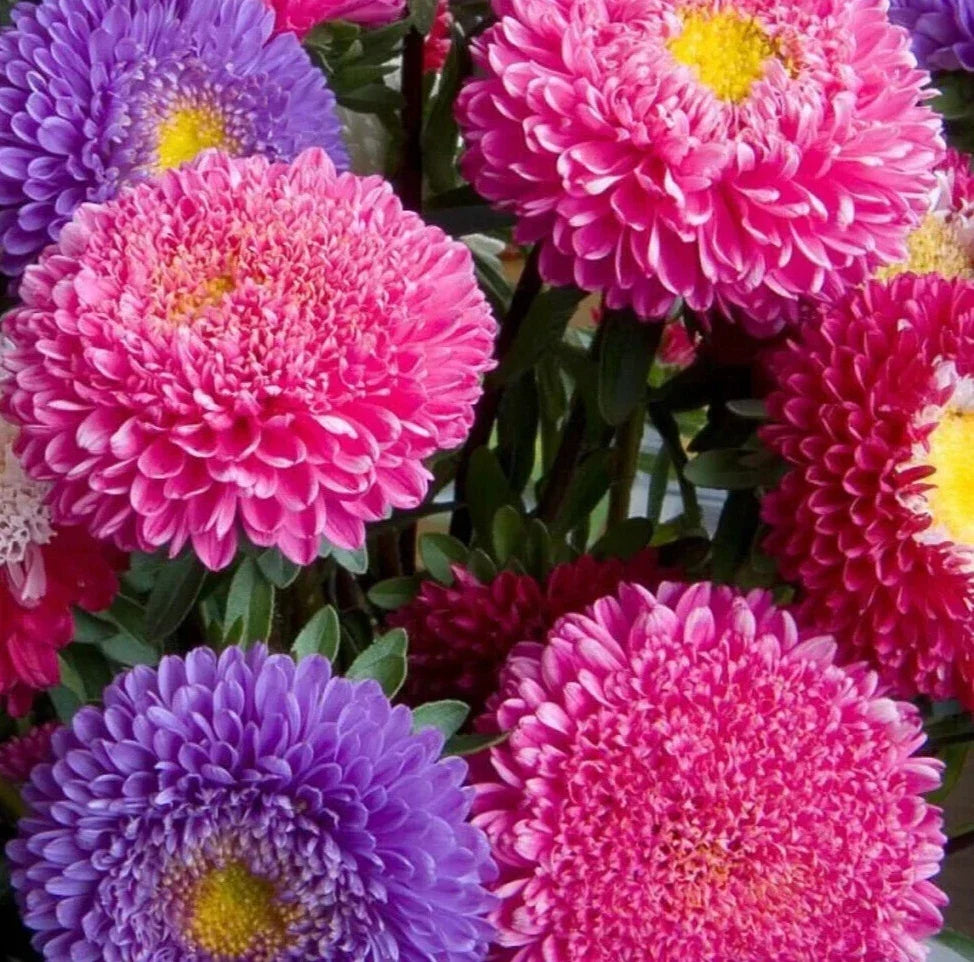 Aster Flower Seeds - Powder Puff China Mix - Colorful Annual Cut Flower Garden - Aster spp.