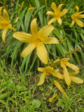 Lemon Shot Daylily Plant - Bare Root, Yellow Blooms, Hemerocallis 'Lemon Shot' - Perennial for Gardens, USA Grown