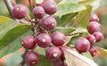 Profusion Crabapple Seeds - Malus 'Profusion' Ornamental Tree for Garden Planting, Pink Flowers, Deciduous, 25+ Seeds