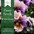 Pansy Seeds Pack of 150+ | Fragrant Viola Tricolor Annual Flower Seeds for Garden, Borders, Containers