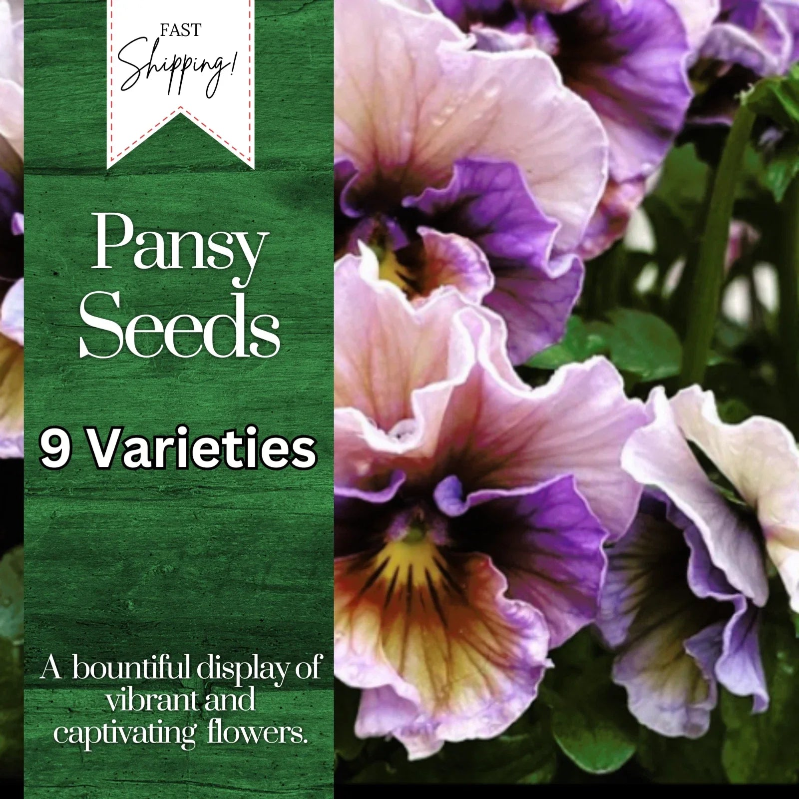Pansy Seeds Pack of 150+ | Fragrant Viola Tricolor Annual Flower Seeds for Garden, Borders, Containers