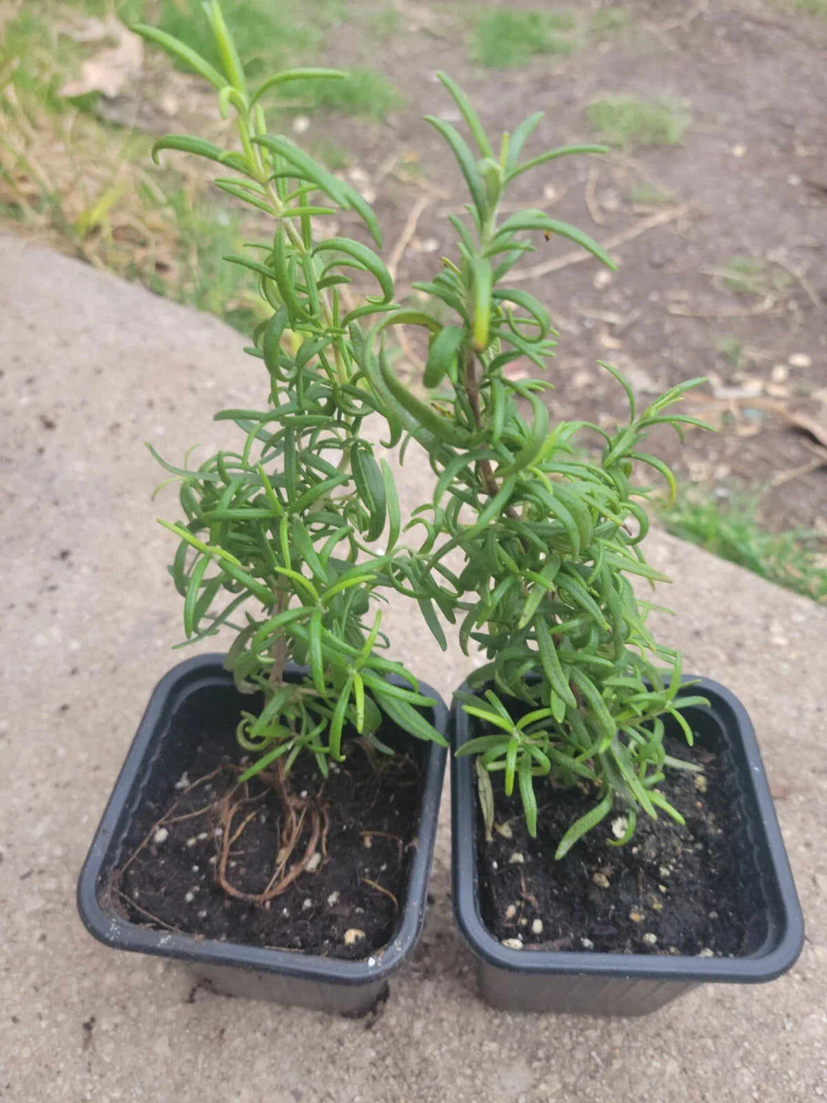 Organic Rosemary Herb Plant - Live in 3-Inch Pot - Salvia rosmarinus - Certified Organic Culinary Herb