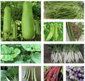 Set of 15 Asian Vegetable Seeds - Diverse Varieties for Home Gardening - Non-GMO, High Germination, Suitable for Pots & Gardens