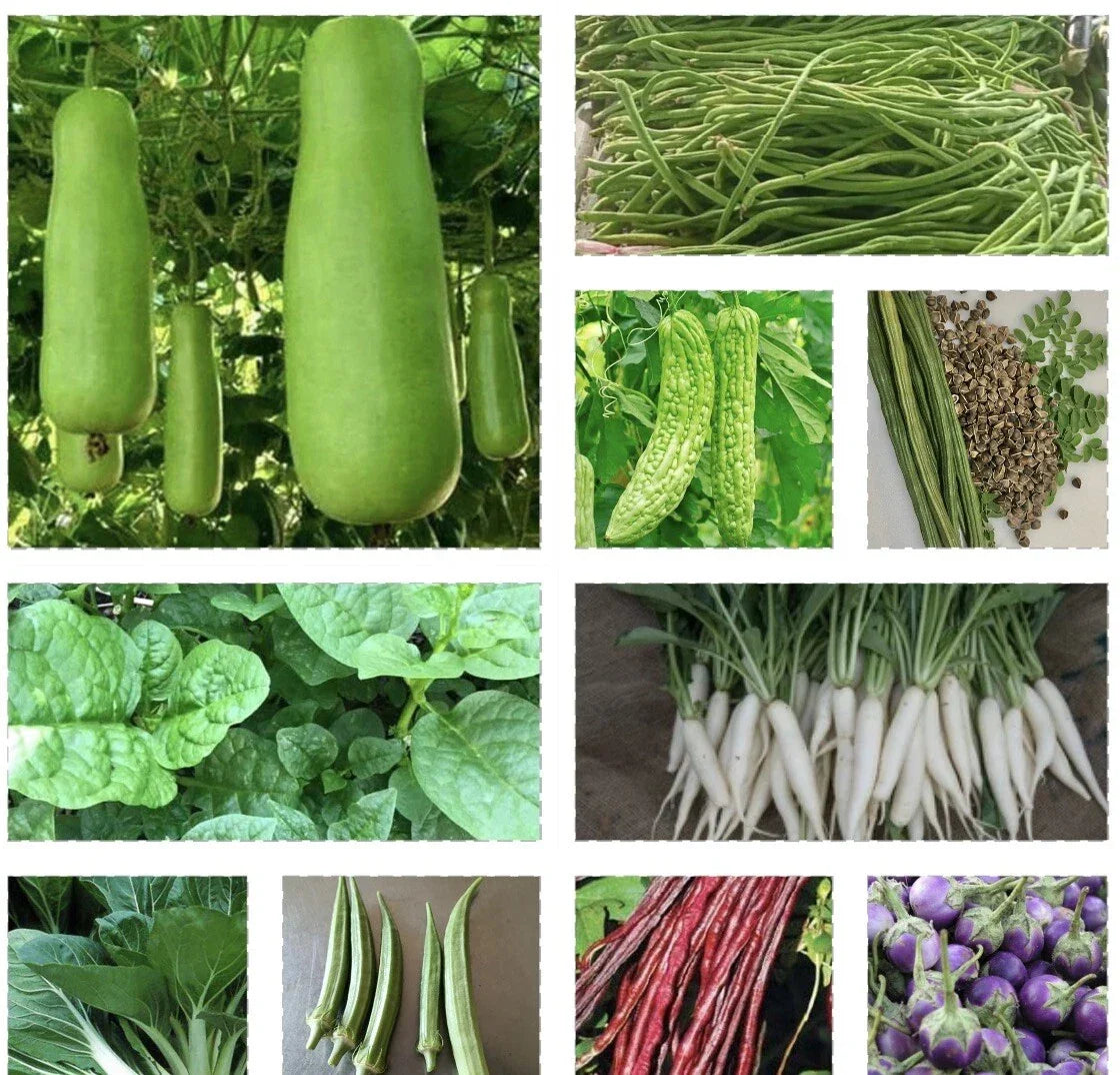 Set of 15 Asian Vegetable Seeds - Diverse Varieties for Home Gardening - Non-GMO, High Germination, Suitable for Pots & Gardens