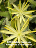Epiphyllum Orchid Cactus "Sylter Fruhlings" Rooted Plant in 4" Pot | Indoor Houseplant | Trailing Cactus Epiphyllum spp.
