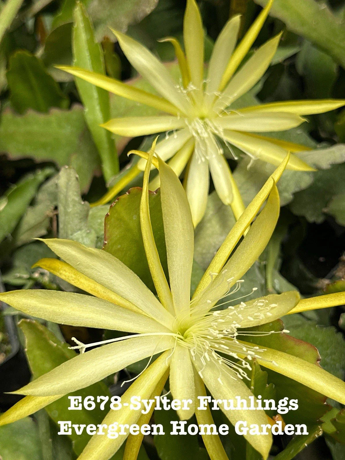 Epiphyllum Orchid Cactus "Sylter Fruhlings" Rooted Plant in 4" Pot | Indoor Houseplant | Trailing Cactus Epiphyllum spp.
