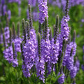 Hoary Vervain Seeds - Violet Blue Flowers, Verbena stricta, Non-GMO Organic, Drought-Tolerant, Wildflower Garden Seeds
