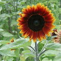 Earthwalker Sunflower Seeds - Heirloom, Colorful, Rare, Helianthus annuus, Garden, Pollinator, Non-GMO