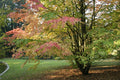 Japanese Katsura Seeds - 50 Pack Cercidiphyllum japonicum Deciduous Tree for Garden Landscaping