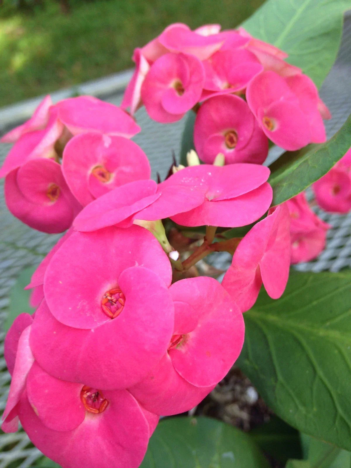 Thai Hybrid Crown of Thorns Cutting - Cherry Cobbler Variety - Euphorbia milii Rooted Plant for Indoor & Garden Use