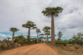 Baobab Tree Seeds - Capricata Variety - Adansonia Digitata - Exotic Tropical Plant for Garden or Container