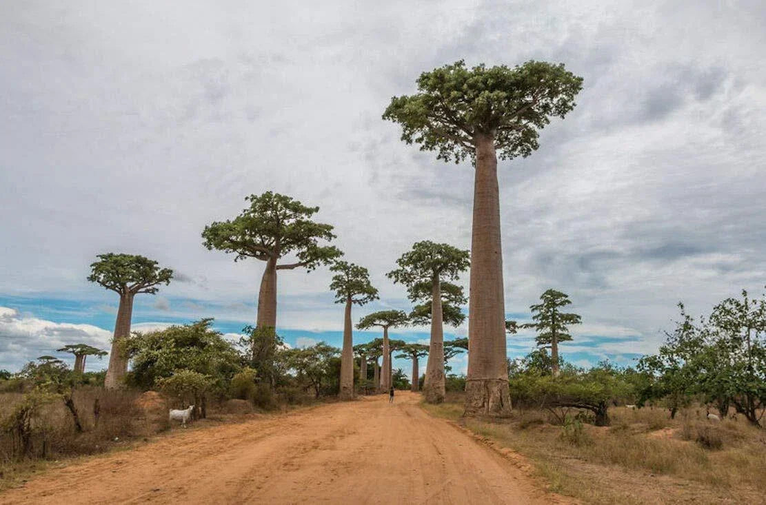 Baobab Tree Seeds - Capricata Variety - Adansonia Digitata - Exotic Tropical Plant for Garden or Container