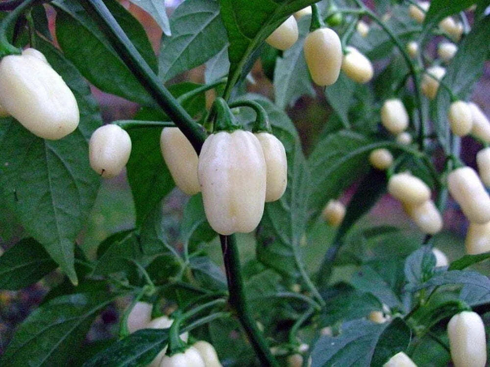 White Hot Habanero Pepper Seeds – Non-GMO Capsicum Chinense, Spicy Heirloom Variety, USA Grown, 30+ Seeds, Perfect for Hot Sauces & Gardens