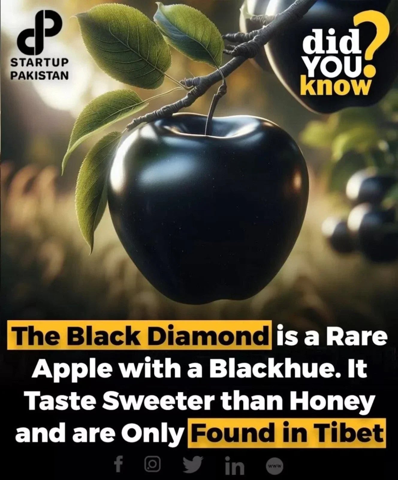 Black Diamond Apple Cutting for Grafting or Rooting - Malus domestica, Unique Dark Purple-Black Skin