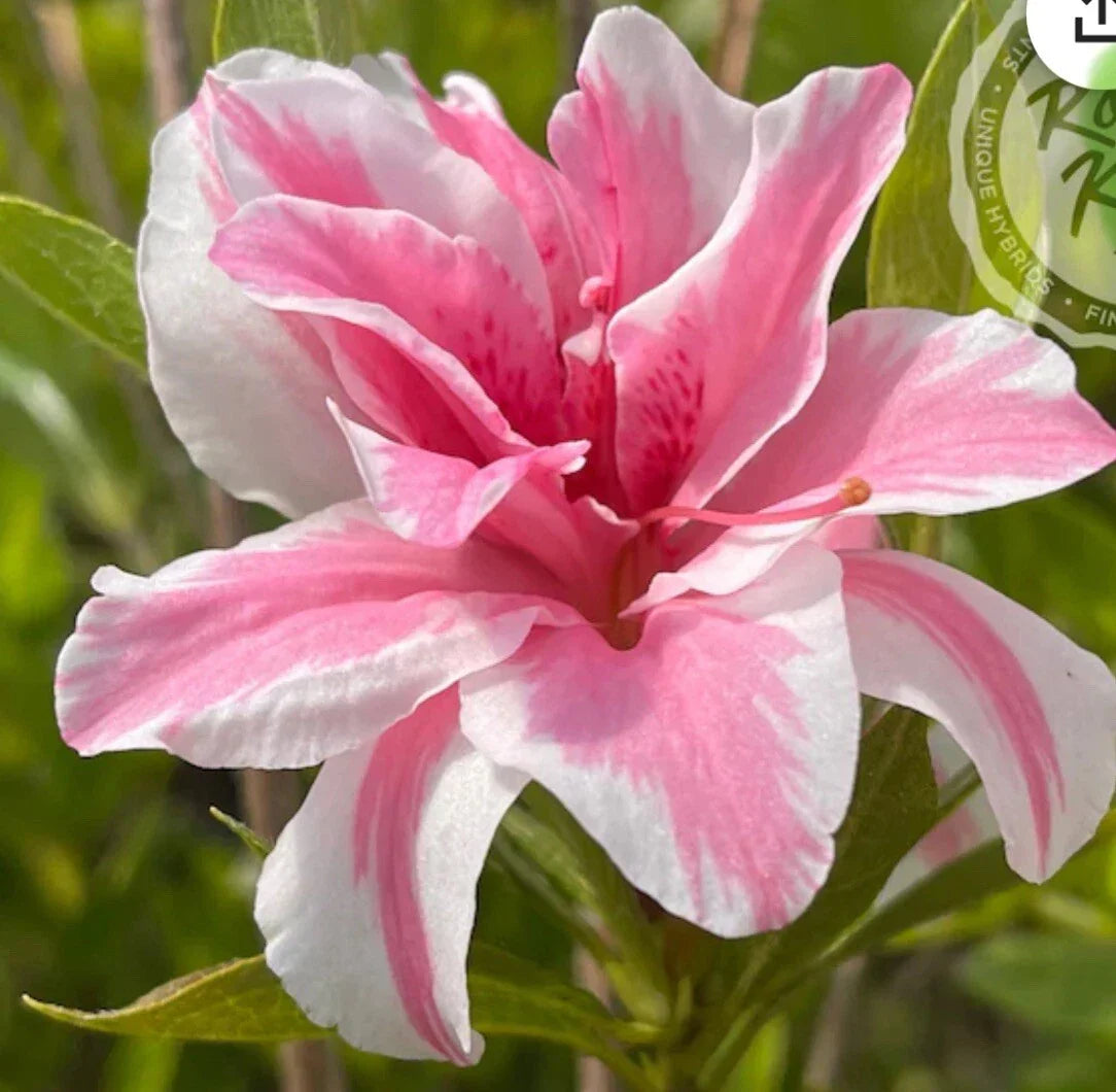 Azalea Starter Plant - Sugar and Spice Variety - Rhododendron 'Sugar and Spice' - Rare Flowering Shrub for Garden or Landscape