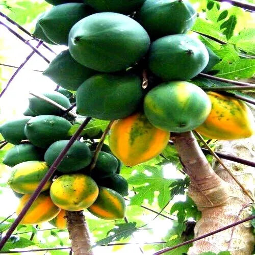 Carica Papaya Seeds - Red Lady Tropical Fruit Tree Pack of 20 for Indoor & Outdoor Gardening