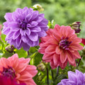 Blue Bell Dahlia Seeds - 25 Perennial Flower Seeds, Vibrant Blue, Dahlia pinnata, Garden, Landscape, Cut Flowers