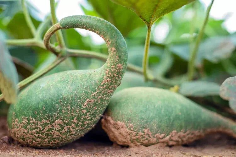 Penguin Gourd Squash Seeds - 25+ Cucurbita pepo Decorative Gourds for Garden Planting, Vining, Fall Displays, USA Grown