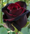Red Black Rose Seeds - Perennial Flowering Seeds for Garden, Rosa spp., Deep Red & Black Blooms, Bushy Shrub, Pack of 10